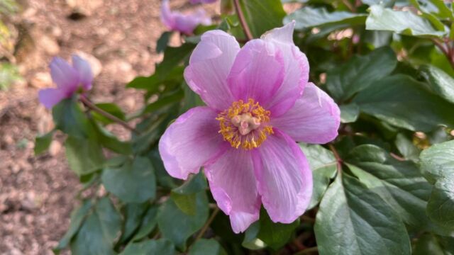 Aperture: 2
Camera: iPhone 13 mini
Iso: 50
Orientation: 1 2024-04-07-I-Luminelli-Querceto-Tonda LMJC 015