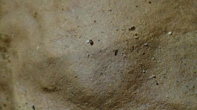 Aperture: 3
Camera: TG-4
Iso: 100
Orientation: 1 Parabathyscia and Co