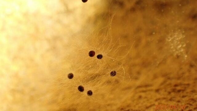 Aperture: 5
Camera: TG-7
Iso: 800
Orientation: 1 2025-04-16-Begood CW 001