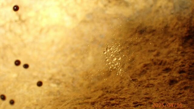 Aperture: 5
Camera: TG-7
Iso: 800
Orientation: 1 2025-04-16-Begood CW 002