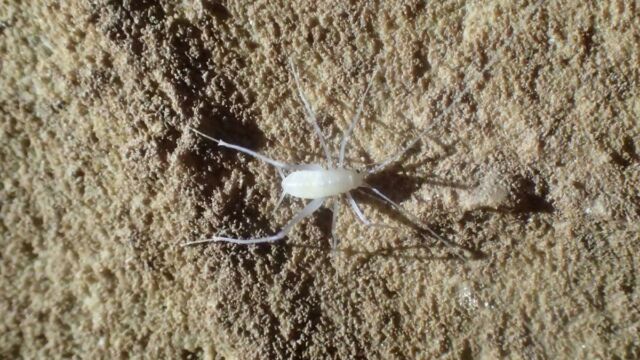 Dolichopode albinos