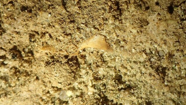 Fossile
