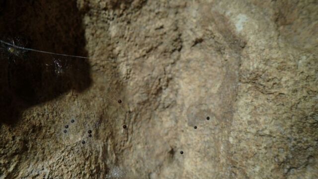 Aperture: 2
Camera: TG-4
Iso: 125
Orientation: 1