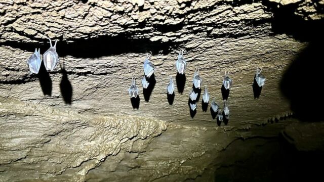 2025-05-04-Grotte-de-Corte-Meria AD 012