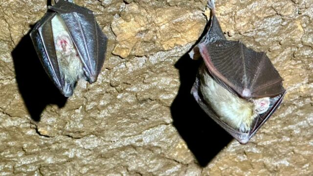 2025-05-04-Grotte-de-Corte-Meria AD 014