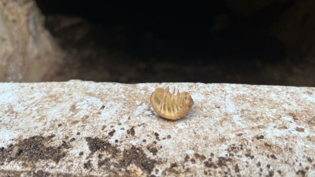 Aperture: 2
Camera: iPhone 13 mini
Iso: 40
Orientation: 1 2025-08-20-Grotte-de-Pancheraccia LMJC 03