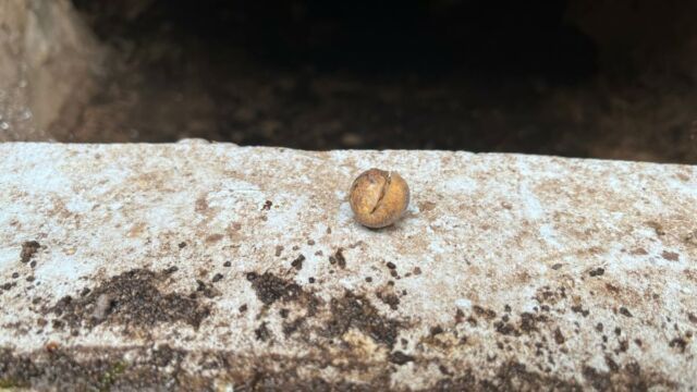 Aperture: 2
Camera: iPhone 13 mini
Iso: 32
Orientation: 1 2025-08-20-Grotte-de-Pancheraccia LMJC 04