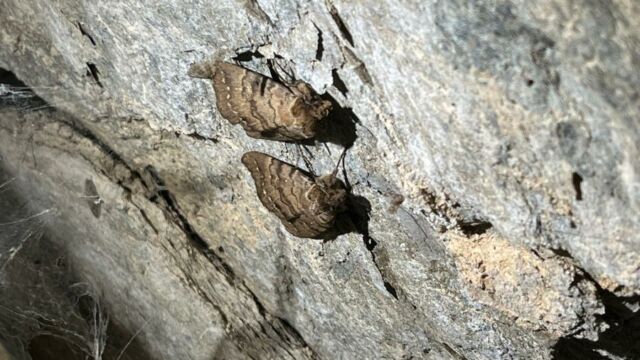 Aperture: 2
Camera: iPhone 13 mini
Iso: 40
Orientation: 1 2025-08-20-Grotte-de-Pancheraccia LMJC 10