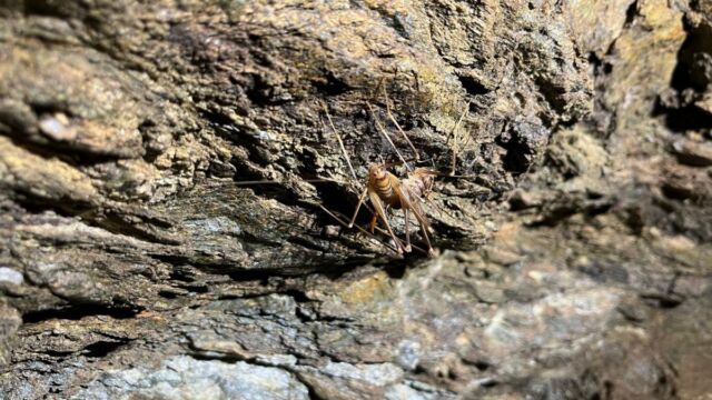 Aperture: 2
Camera: iPhone 13 mini
Iso: 160
Orientation: 1 2026-03-14-Suterratta-Frangone-Gradiccia-StAntoine-LMJC-31
