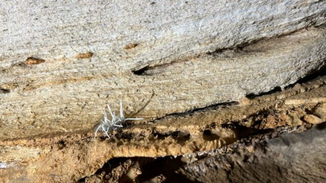 Aperture: 2
Camera: iPhone 13 mini
Iso: 40
Orientation: 1 2026-03-28-E-Sulane-LMJC-29