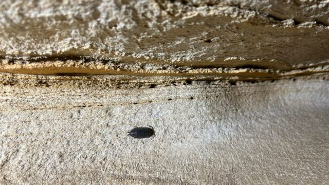 Aperture: 2
Camera: iPhone 13 mini
Iso: 64
Orientation: 1 2026-03-28-E-Sulane-LMJC-33