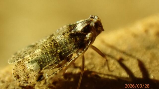 Aperture: 5
Camera: TG-7
Iso: 1600
Orientation: 1 2026-03-28-E-Sulane-WC-42