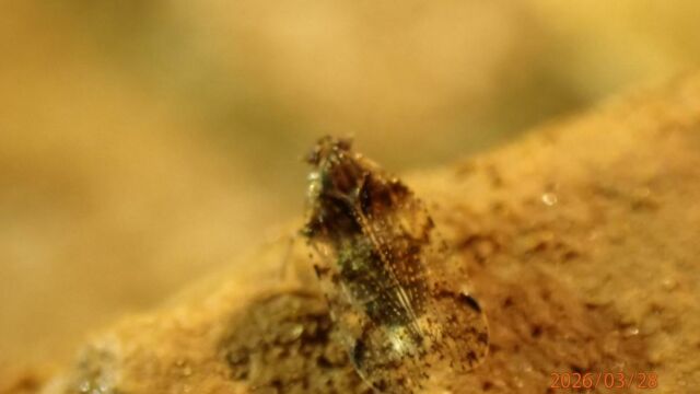Aperture: 5
Camera: TG-7
Iso: 1600
Orientation: 1 2026-03-28-E-Sulane-WC-43