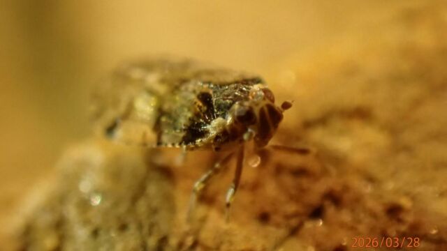 Aperture: 5
Camera: TG-7
Iso: 1600
Orientation: 1 2026-03-28-E-Sulane-WC-44