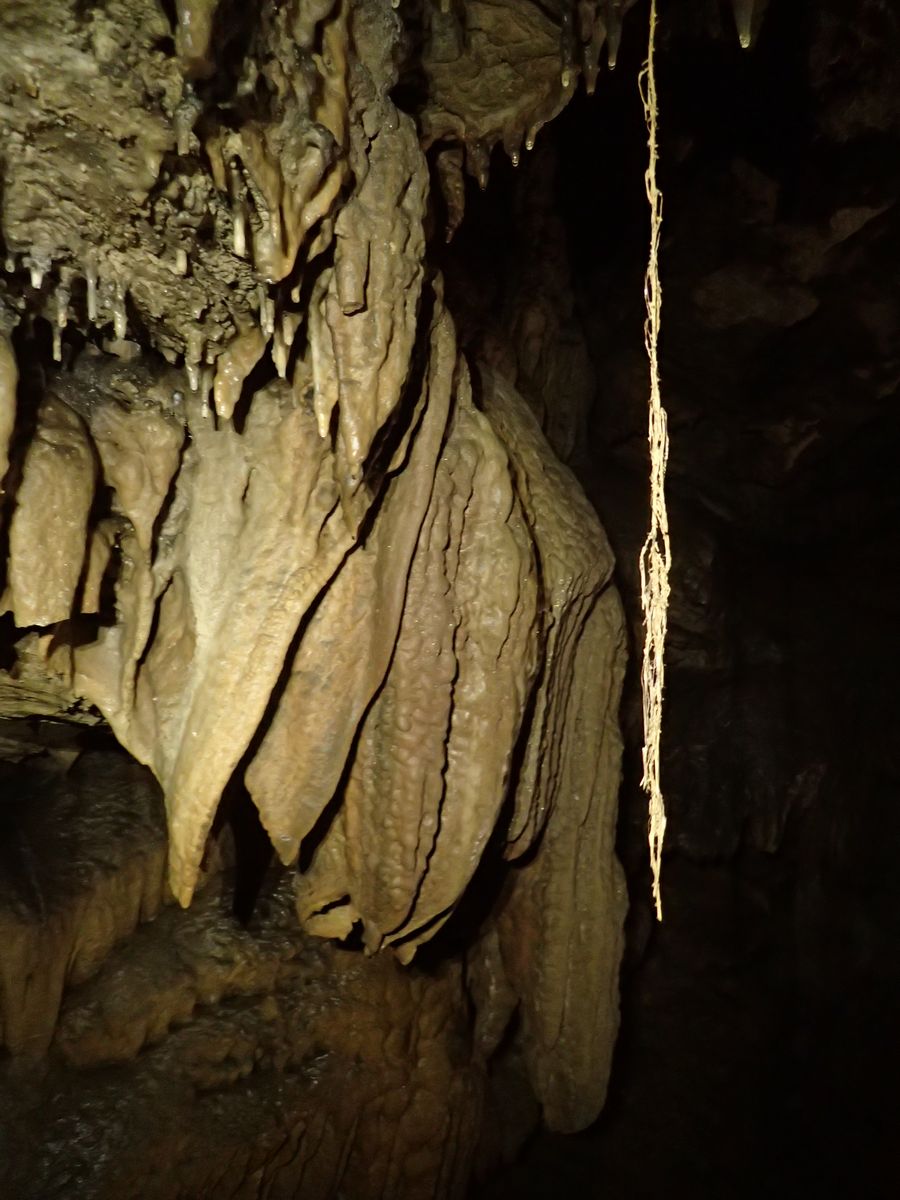 Racines pétrifiées