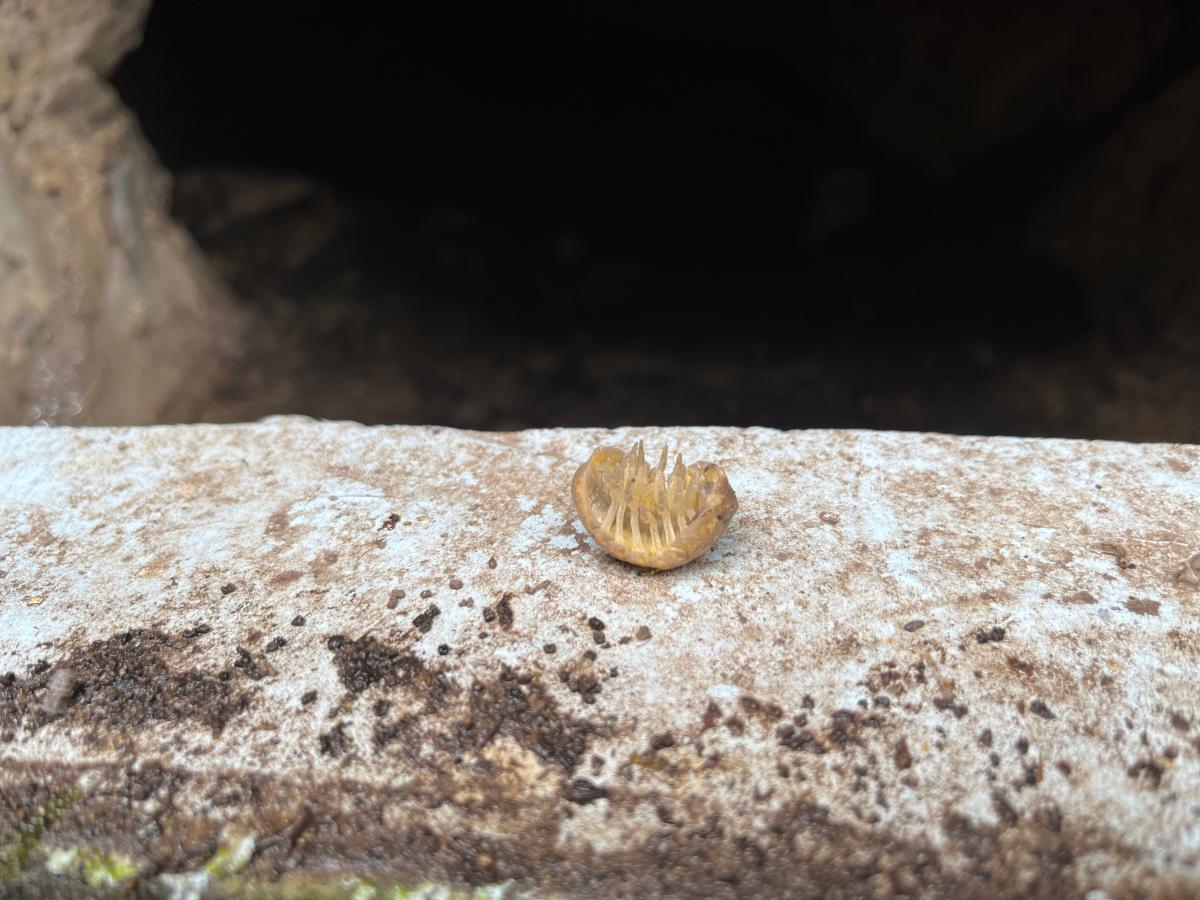 2025-08-20-Grotte-de-Pancheraccia LMJC 03