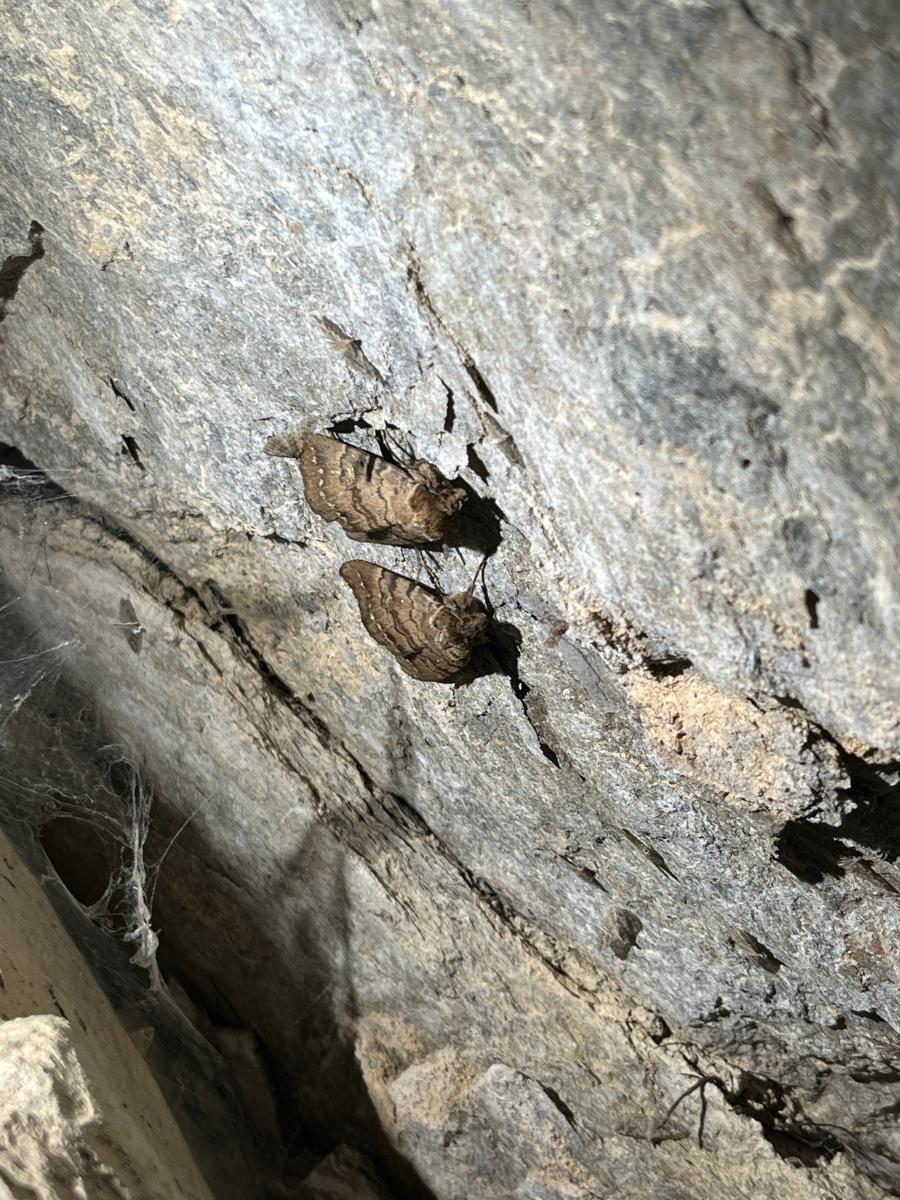 2025-08-20-Grotte-de-Pancheraccia LMJC 10