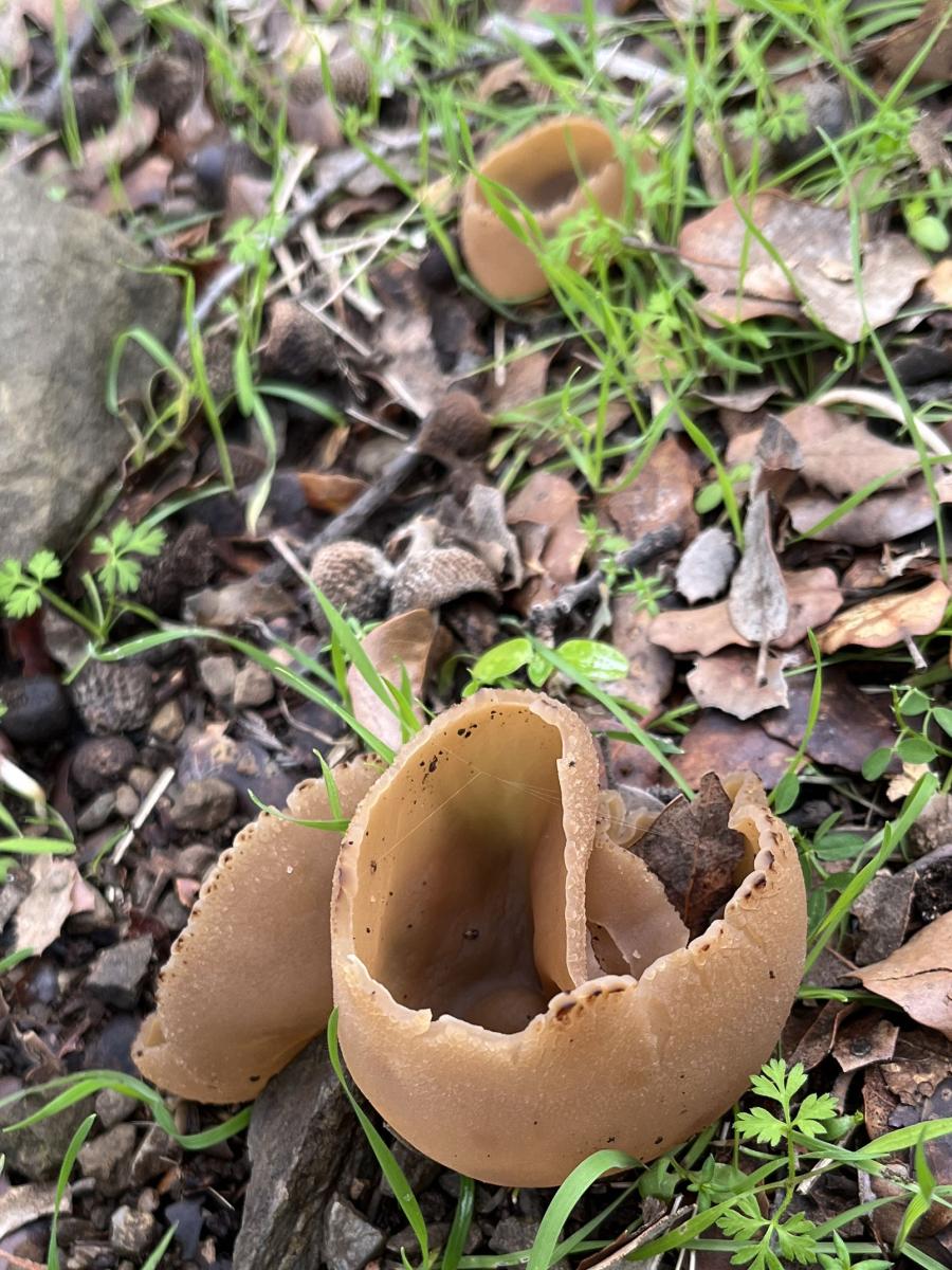 2026-01-24-Faille-Supietra-LMJC-020