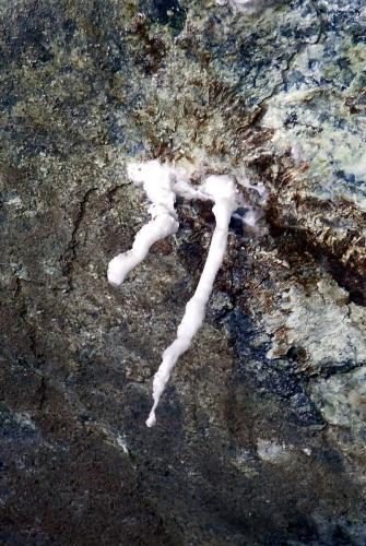 2025-03-23-Negru-Minrrienne LMJC 009