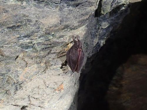 2025-03-23-Negru-Minrrienne LMJC 025