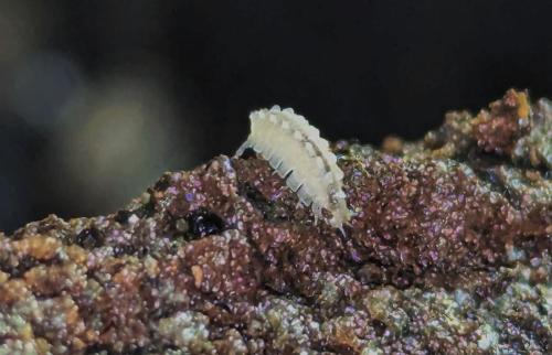 2025-04-09-Butrone FN 002