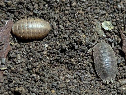 2025-04-09-Butrone FN 003