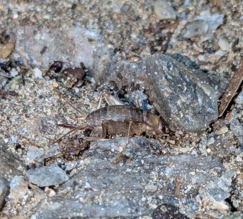 2025-04-09-Butrone FN 005