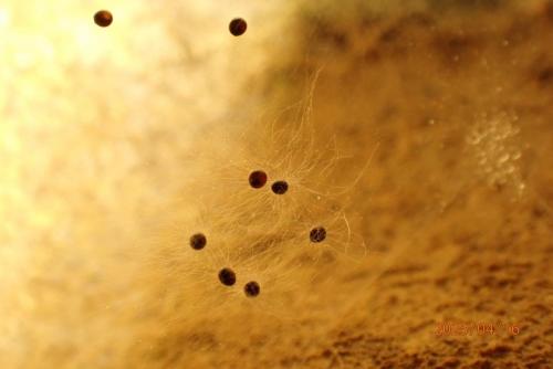 2025-04-16-Begood CW 001