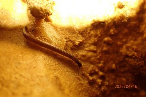 2025-04-16-Begood CW 003