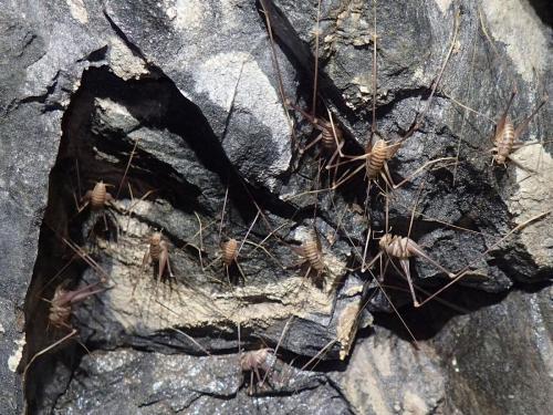 2025-04-23-Piana-Tartagine LMJC 053