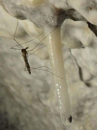 2025-05-11-Pietralbello-Mines-de-Ponte-Leccia LMJC 014