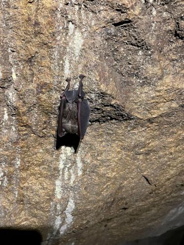 2025-05-24-Aven-de-Rega LMJC 004