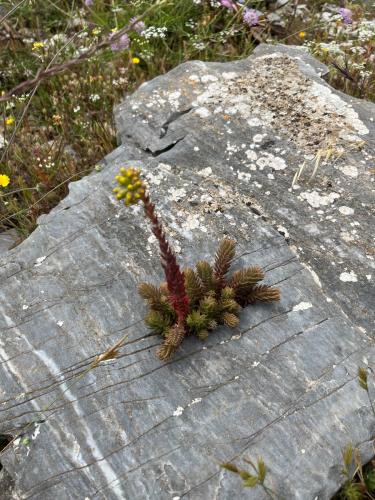 2025-06-05-Dolo-Marie-Prospection LMJC 03