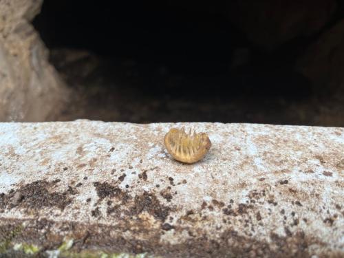 2025-08-20-Grotte-de-Pancheraccia LMJC 03