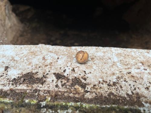 2025-08-20-Grotte-de-Pancheraccia LMJC 04