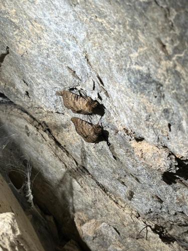 2025-08-20-Grotte-de-Pancheraccia LMJC 10